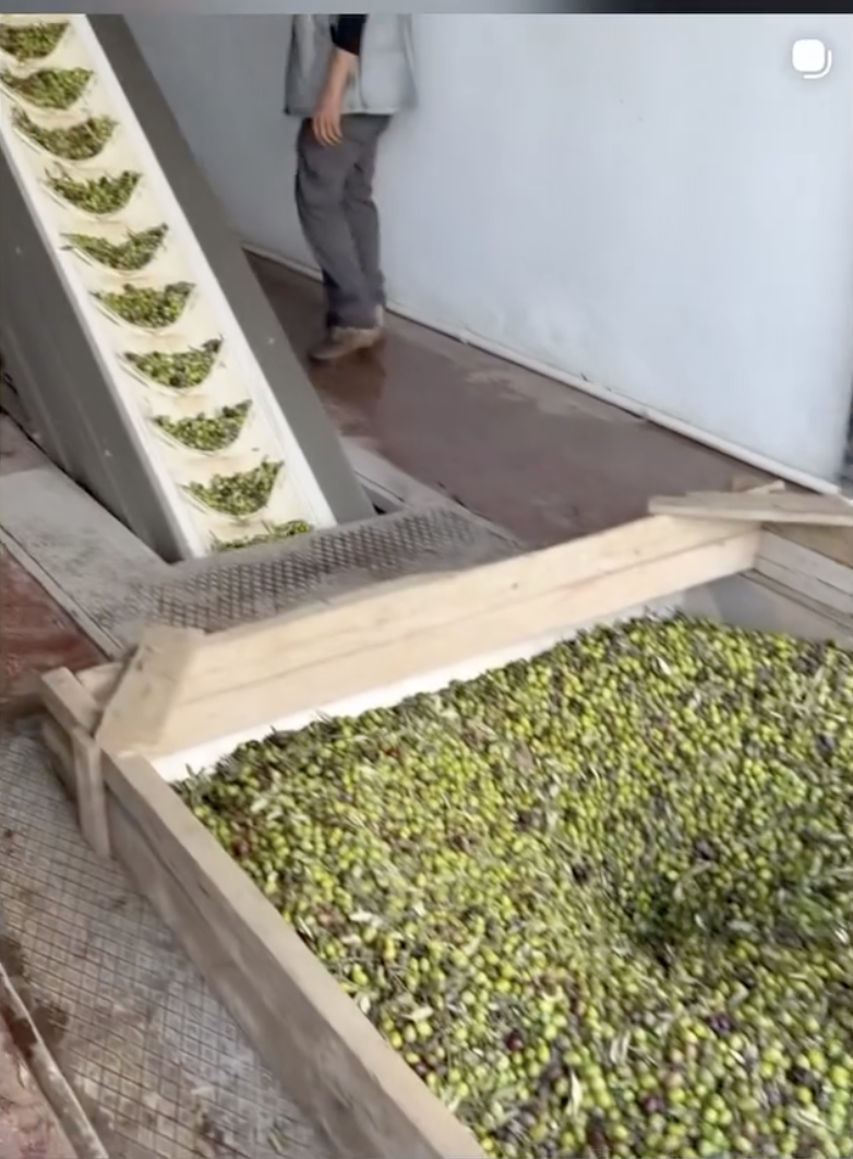 Zeytinlerin Seçilmesi